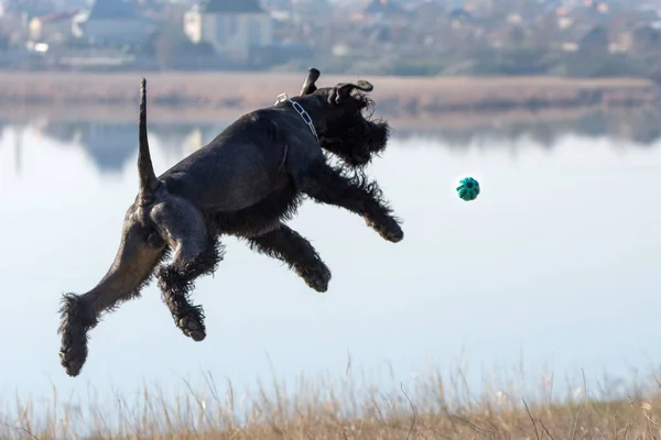 Γίγαντας Σνάουζερ Γνωστός Ράιζενσνάουζερ Πηδάει Για Την Μπάλα Εκπαίδευση Σκύλων — Φωτογραφία Αρχείου