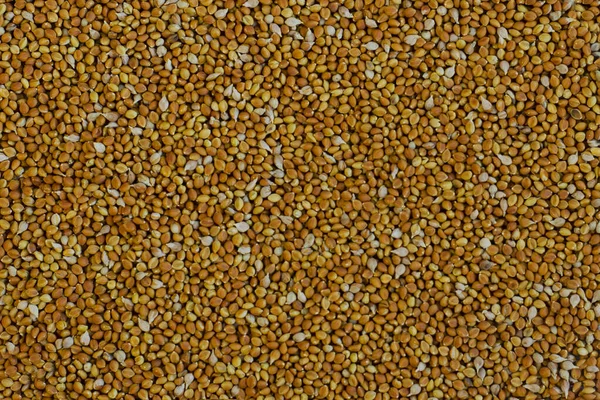 Background Millet Grains Texture Design Print Natural Human Nutrition — Stock Photo, Image