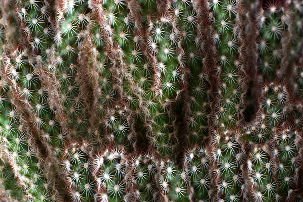 Antecedentes Caules Aporocactus Fotografia Perto Cultivo Cactos Casa — Fotografia de Stock