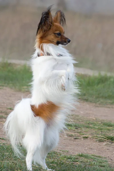 Perro Crianza Papillon Stands Posterior Piernas Perro Muy Animado Amigable — Foto de Stock