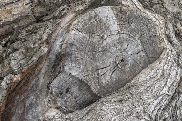 Pattern of a large old stump in a forest. Top view.