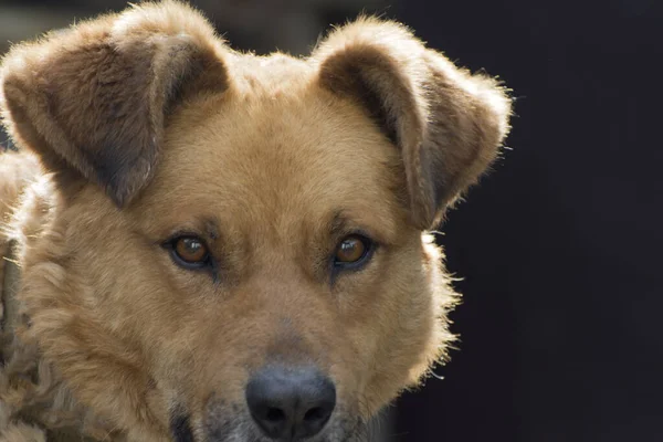 Portret Van Een Rode Hond Hond Heeft Droevige Ogen Grote — Stockfoto