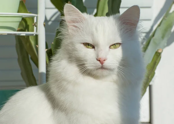 Μια Χνουδωτή Άσπρη Γάτα Κοιτάζει Την Κάμερα Πορτρέτο Της Φυλής — Φωτογραφία Αρχείου