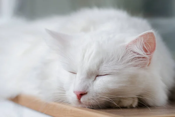 Gato Branco Fofo Está Dormindo Retrato Raça Gato Angorá Turco — Fotografia de Stock