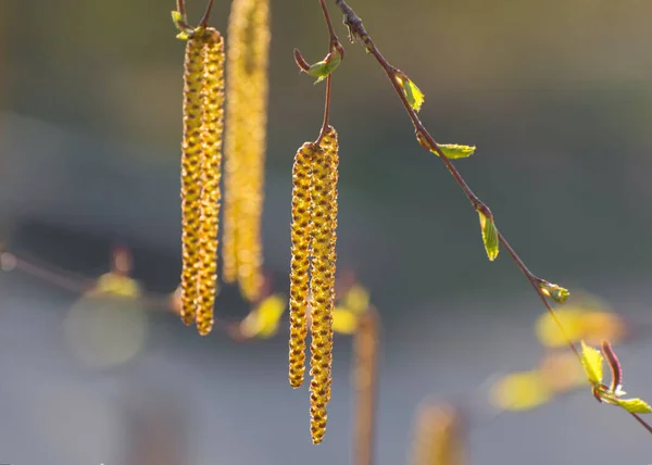 Les Inflorescences Bouleau Connues Sous Nom Chatons Pendent Magnifiquement Sur — Photo