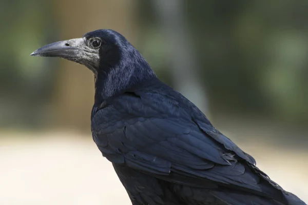 Portrait Old Black Rook Soft Background Close Photo — Stock Photo, Image