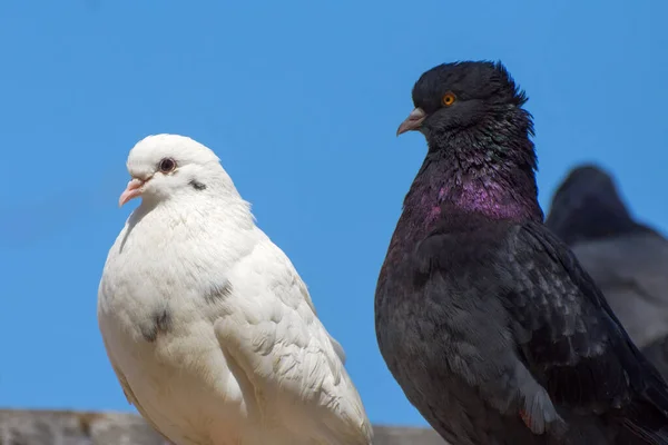 Doi Porumbei Albi Gri Acoperiş Creșterea Porumbeilor Curier — Fotografie, imagine de stoc