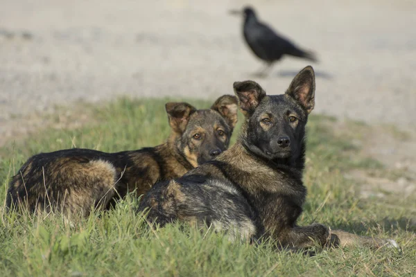 Twee Zwerfhonden Liggen Een Verlaten Straat Dieren Verzorgen Een Grote — Stockfoto