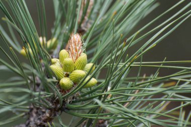 Dalın üzerinde genç bir kozalak. İlkbaharda ormanlar ve parklar.