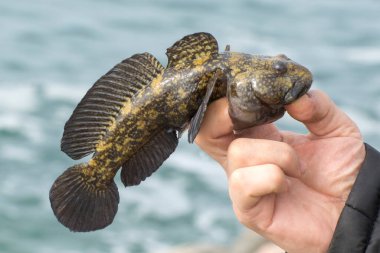 Karadeniz goby 'si bir balıkçının elinde. Balık tutmak bir insan hobisidir..