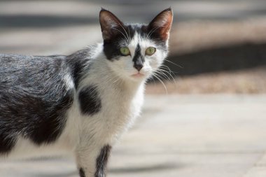 Siyah burunlu bir kedi kameraya şaşkınlıkla bakar. Bir kedi portresi. Kopyalama alanı.