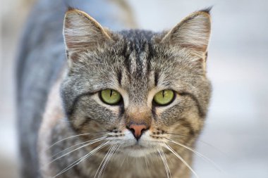 Bir sokak kedisi öfkeyle kameraya bakar. Evsiz hayvanlara bakmak. Bir kedinin portresi.