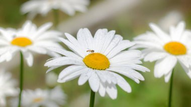 Çiçek arkaplan. Çayırdaki büyük papatya çiçekleri.