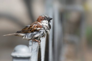 Şehir parkında ıslak serçe. Yakın plan fotoğraf..
