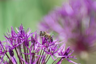 Anzur olarak bilinen dekoratif alyumun büyük mor cilt yüzeyi. Arılar için bal bitkileri. Bahar çiçekleri.