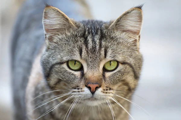 Bir sokak kedisi öfkeyle kameraya bakar. Evsiz hayvanlara bakmak. Bir kedinin portresi.