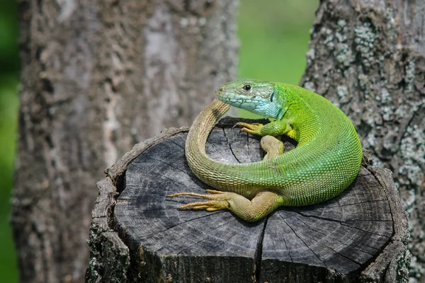 Lagarto Verde Macho Close Répteis Estado Selvagem — Fotografia de Stock