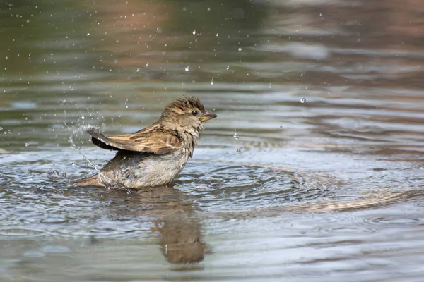 Ein Weiblicher Sperling Badet Einer Pfütze Nahaufnahme Foto Eines Nassen — Stockfoto
