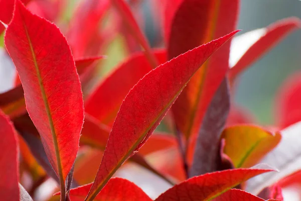 Hintergrund Aus Roten Blättern Lanzettlicher Form Herbstliche Farbpalette — Stockfoto