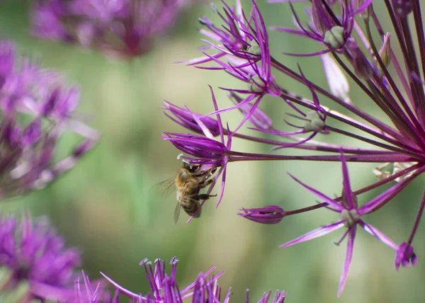 Бджоли Збирають Нектар Великих Квітів Великі Суцвіття Декоративного Лука Відомого — стокове фото