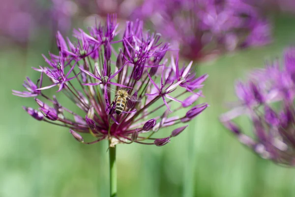 アンズールとして知られる装飾用のアリウムの大きな花序 ミツバチ用の蜂蜜の植物 春の花 — ストック写真