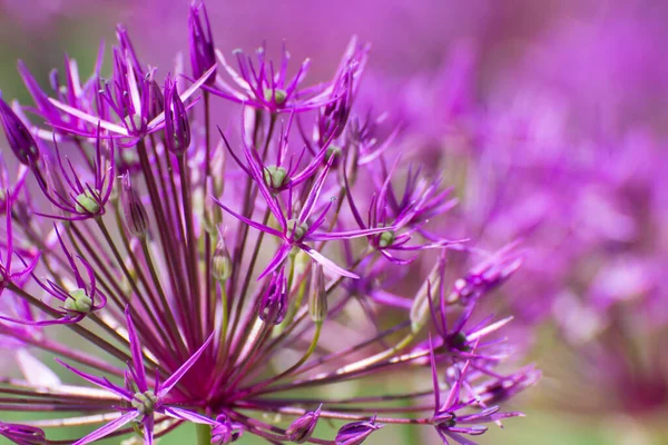 Large inflorescences of a decorative flower known as anzur or allium aflatunense. Spring flowers.