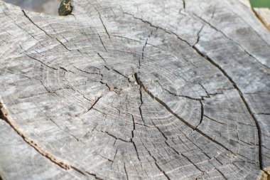 Kırıklarla dolu kütüğün yüzeyi. Yazı için uygun bir yer. Boşluğu kopyala.