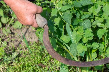 Elle bitki hasat etmek. Yaşlı bir orakla çim biçmek.