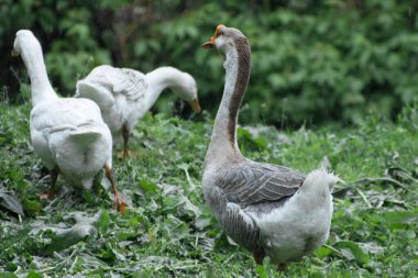 Kümes hayvanları bahçesinde evcil kazlar yetiştiriyor. Büyük gri kaz.