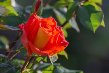 Çiçek tarlasında kırmızı gül çiçek açar. Boşluğu kopyala.