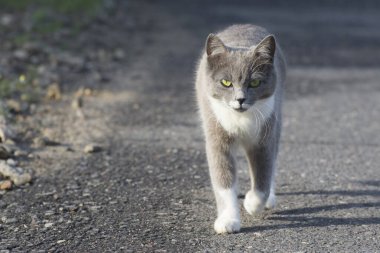 Yeşil gözlü gri bir kedi ileri gider ve kameraya bakar..