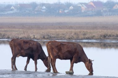 İnekler nehirden su içer. Vahşi sığırlar bir su mekanında.