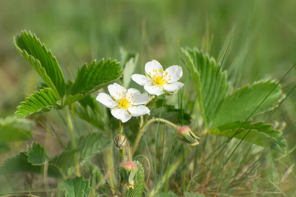 Wild Strawberry Flowers Meadow Growing Garden Berry Plants Background Flowers — Stock Photo, Image