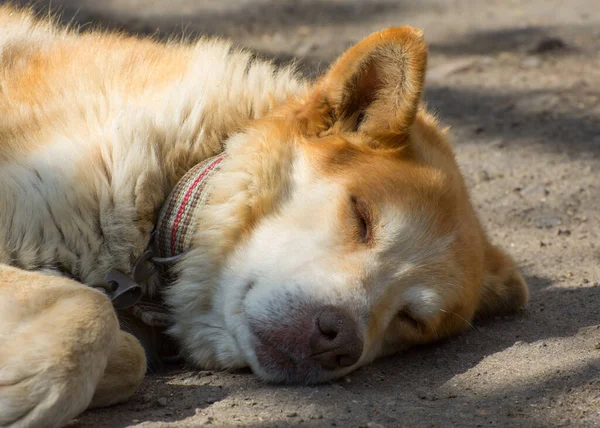Cão Vadio Vermelho Está Dormir Cuidar Animais Vadios — Fotografia de Stock