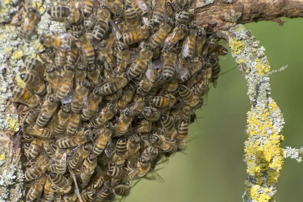 Swarm Wild Honey Bees Dry Tree Close Photo — Stock Photo, Image