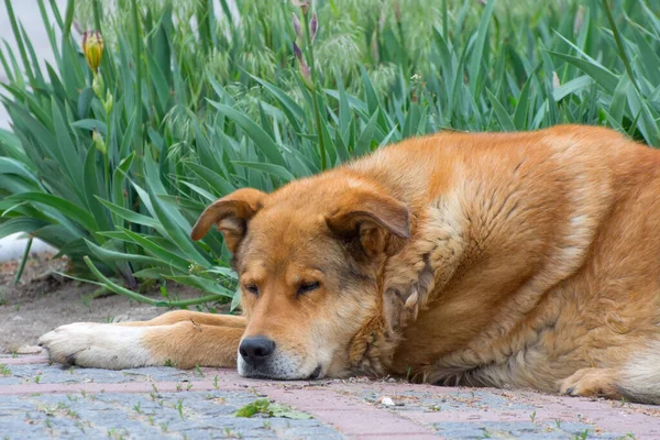 Perro Jengibre Está Durmiendo Cuidado Los Animales Callejeros — Foto de Stock