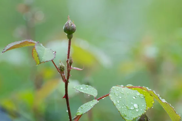 Une Branche Rose Aux Bourgeons Est Recouverte Gouttes Rosée — Photo