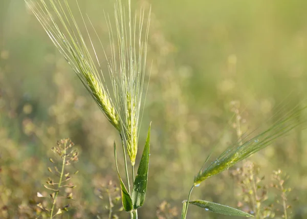 Молодые Колосья Пшеницы Ячменя Поле Покрыты Капли Росы — стоковое фото