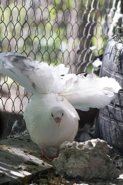 White Carrier Pigeon Opened Its Tail Breeding Carrier Pigeons — Stock Photo, Image