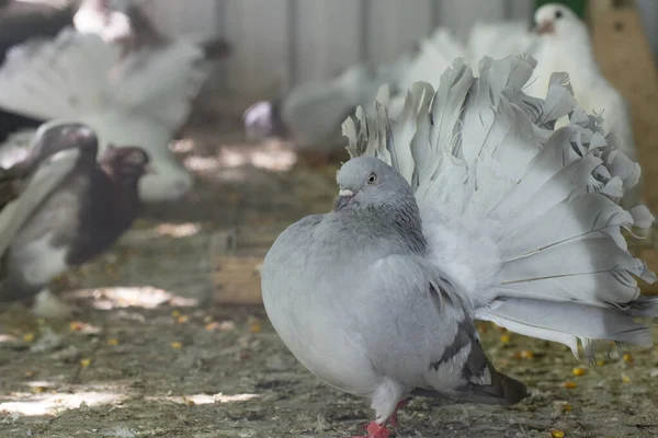 Porumbei Purtători Reproducere Rasa Este Coadă Argint — Fotografie, imagine de stoc