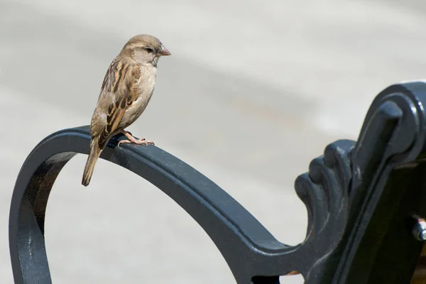 Sparrow Está Sentado Banco Parque Ciudad Aves Que Viven Lado — Foto de Stock