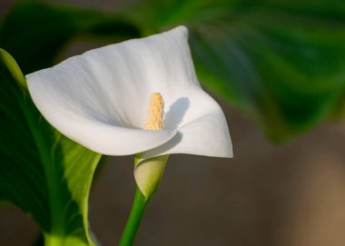 Yumuşak yeşil arka planda beyaz zambak çiçeği. Seradaki bitkiler.