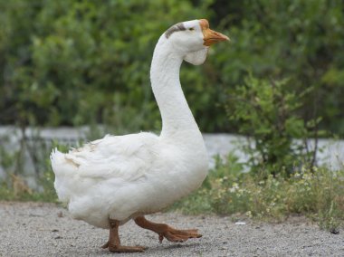 Büyük beyaz bir kaz yol boyunca yürür. Çiftlikte kaz yetiştiriyorlar..