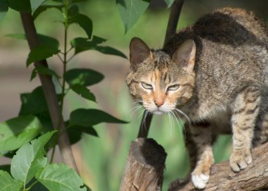 Kırmızı sokak kedisi ağaca tırmanır. Kedi yırtıcı bir bakışla bakar..