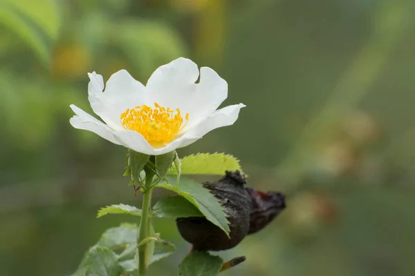 Біла Квітка Дикої Троянди Або Шипшини — стокове фото