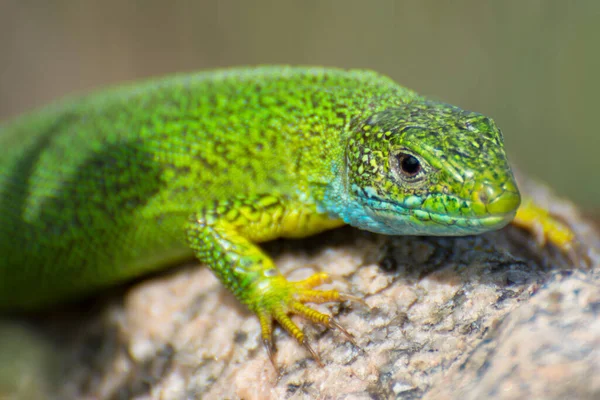 Portrait Lézard Vert Reptile Repose Sur Une Pierre Les Griffes — Photo