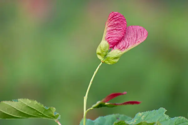 Maple Har Bildat Rosa Frön Dekorativa Träd Park Eller Skog — Stockfoto