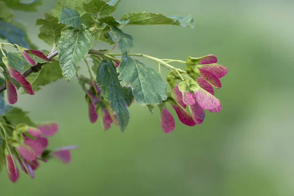 Mladé Javorové Plody Růžovými Ozdobnými Semínky Květinové Pozadí — Stock fotografie
