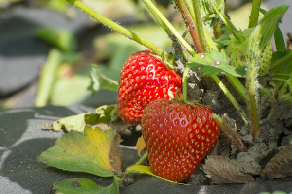 花园里有两个红草莓 在农场种植浆果 维生素食品促进健康 — 图库照片