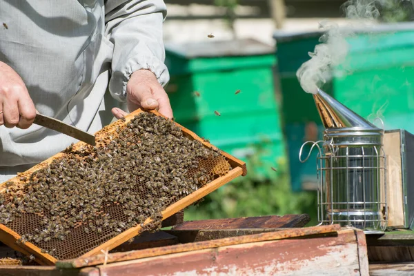 Ένας Μελισσοκόμος Δουλεύει Μελισσοκομείο Χρησιμοποιώντας Έναν Καπνιστή Μελισσοκόμος Αποσπά Την — Φωτογραφία Αρχείου